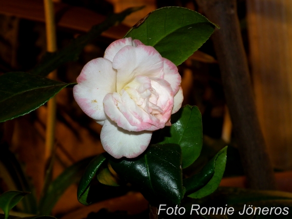 Camellia